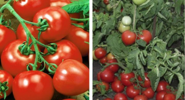 Popis odrůdy rajčat my love a její vlastnosti